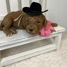 Ariel - Red  female Goldendoodle puppy in Phoenix, Arizona from Amore Doodles & Poodles