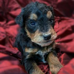 Genesis - Black and tan male Schnoodle puppy in Kentucky from Mrs Bs Teeny Schnauzers & Doodles