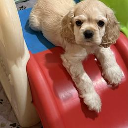 Cavalier King Charles Spaniel and Cocker Spaniel Puppies from Ray of Sunshine Spaniels LLC