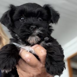Yorkshire Terriers from Jewels pupe