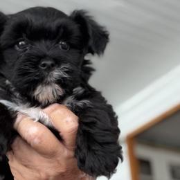 Yorkshire Terriers from Jewels pupe