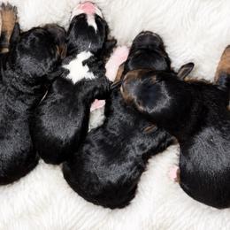 Charlie Brown - Tri-color male Bernedoodle puppy in Lancaster, Missouri from Cavapoo Acres
