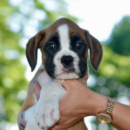 Rocky - Fawn male Boxer puppy in Forest City, Iowa from Mt Valley Boxers