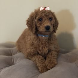 Aussiedoodle, Bernedoodle, and Poodle Puppies from Megan’s Spoiled Standards