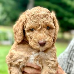 Orange Boy - Red  male Goldendoodle puppy in Kitsap County, Washington from Amazing Grace Doodles