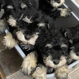 Miniature Schnauzers from Ch Schnauzer