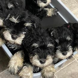Miniature Schnauzers from Ch Schnauzer