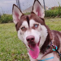 Siberian Huskies from Frost-Kissed Kennels