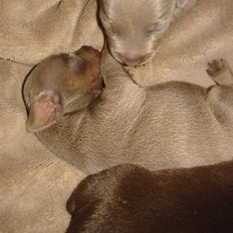 Blue and Rust Female - Blue and rust female Miniature Pinscher puppy in Cincinnati, Ohio from ALL AMERICAN K9 LLC