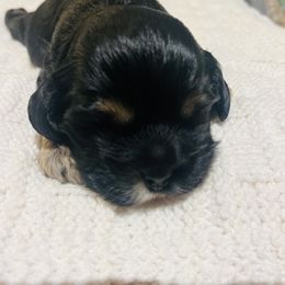 Cocker Spaniel Puppies from 4D