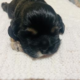 Cocker Spaniel Puppies from 4D