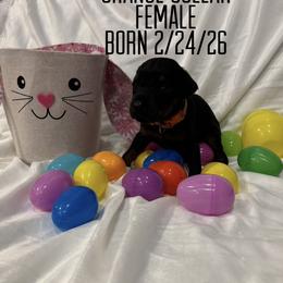 Melissa Duck - Black and rust female Doberman Pinscher puppy in Wellington, Ohio from Jossie J's Dobermans