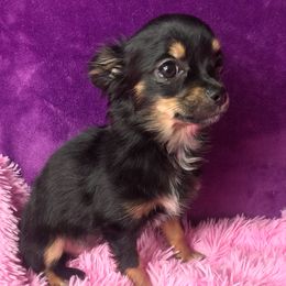 Chihuahua Puppies from Kim's Chi babies from Place of Grace