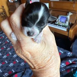 Clarabelle - Parti female Miniature Schnauzer puppy in Elk Grove, California from Meuser's Miniature Schnauzers