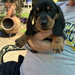 Harley - Black and tan male Dachshund puppy in Houston, Texas from Individual