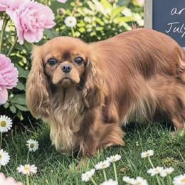 Tikka - Cavalier King Charles Spaniel
