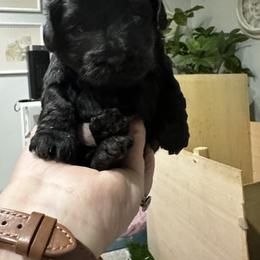 Yorkipoo Puppies from Anderson's Yorkiepoo