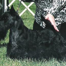 Scottish Terrier All Grown Up from Afton Scottish Terriers