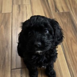 Cavapoo Puppies from Curly Q Cavapoos