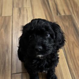 Cavapoo Puppies from Curly Q Cavapoos
