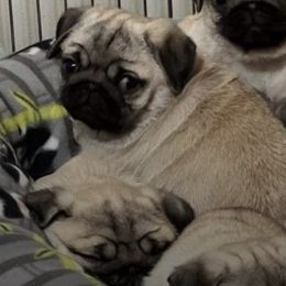 Pugs from Cloverhill