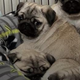 Pugs from Cloverhill