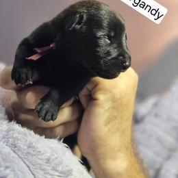 Burgandy Collar Female - Gold brindle female Dutch Shepherd puppy in Dallas, Georgia from Bluestone Creek Dutch Shepherds