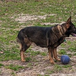 Thor - German Shepherd