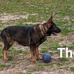 Thor - German Shepherd