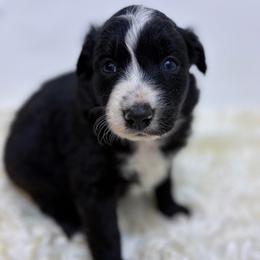 Cubby - Blue Collar - Black & white male Australian Shepherd puppy in San Marcos, California from Faith Family Freedom Farm