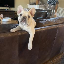 Bam-Bam - Cream male French Bulldog puppy in Murphy, Texas from Mathew Household Frenchies