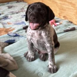 Decaf (Light Brown) - White and liver male German Shorthaired Pointer puppy in Westminster, Maryland from Mischieous Miss Daisy: GSP Puppies
