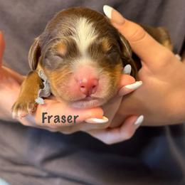 Fraser - Tri-color male Bernedoodle puppy in Cortez, Colorado from Sassy Pants Pups