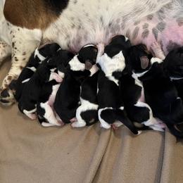 Basset Hound Puppies from Badger State Bassets