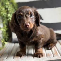 Dachshund Puppies from Cold Mountain Dachshunds