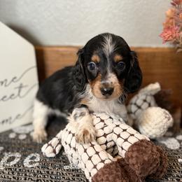 Beans - Piebald male Dachshund puppy in Keota, Oklahoma from Skyview Doxie Ranch