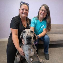 Elise - Merle female Great Dane puppy in Brooksville, Florida from Follow My Lead Great Danes
