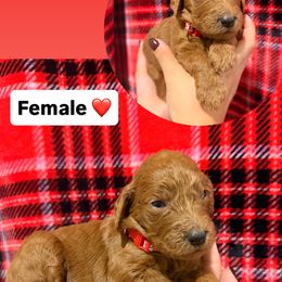 Red - Red  female Goldendoodle puppy in Naples, Florida from Goldendoodles Of Naples
