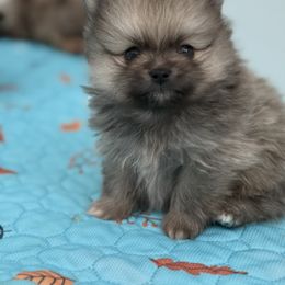Scott - Wolf sable male Pomeranian puppy in Newport Beach, California from Exotic City Pomeranians and chihuahuas