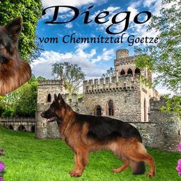 Diego - German Shepherd