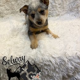 Red Collar - Blue female Australian Cattle Dog puppy in Kamiah, Idaho from Selway Australian Cattle Dogs