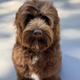 Australian Labradoodle Puppies from Liberty Hill Labradoodles