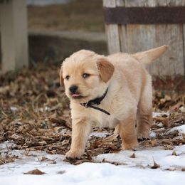 Golden Retriever Puppies from Grizzly Kennels