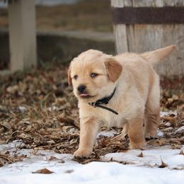 Golden Retriever Puppies from Grizzly Kennels
