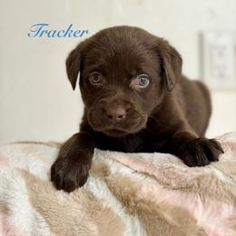 Tracker - Chocolate male Labrador Retriever puppy in Tomahawk, Wisconsin from Mahner Labs