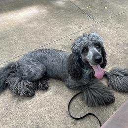 Jade - Poodle
