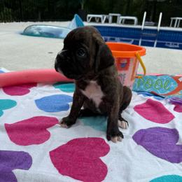 Hewitt - Brindle female Boxer puppy in Catawba, South Carolina from Happy Go Boxers