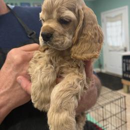Mr Green Jeans - Buff male Cocker Spaniel puppy in Breckenridge, Michigan from Keto Kennels