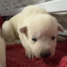 Rapha - White female German Shepherd puppy in Perkasie, Pennsylvania from Twila Ruth Herot