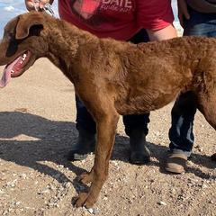 Chesapeake Bay Retriever puppies from BlueBelle's Canine Companions